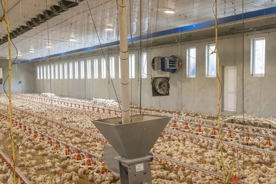 Menores costes de calefacción y menos CO₂ en engorde de pollos