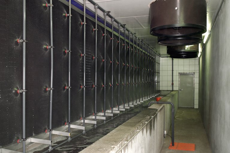 Очистка отработанного воздуха в свиноводстве - MagixX 