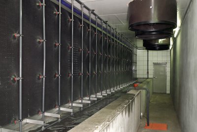 Очистка отработанного воздуха в свиноводстве - MagixX 