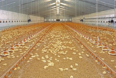 Nave de engorde de pollos con pollitos e instalaciones avícolas