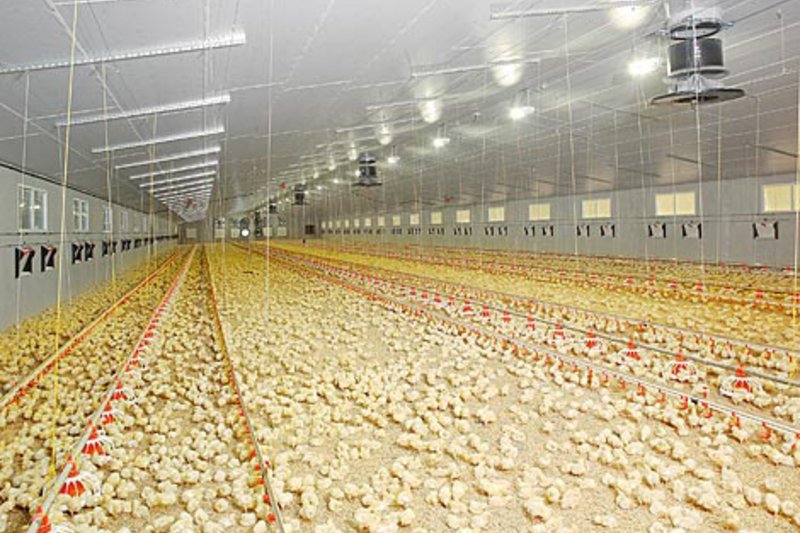 Оборудование для птицефабрики Птицеводство