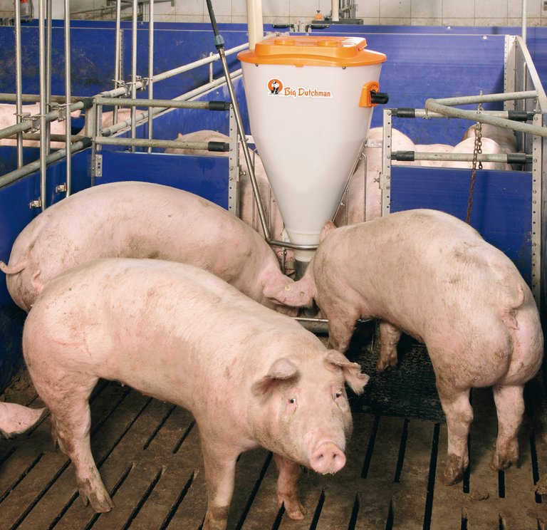 Sistema de alojamiento/sistema de alimentación para la granja de engorde de cerdos 