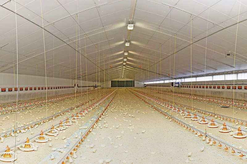 Bâtiment avec vue sur l'élevage de poulets de chair 