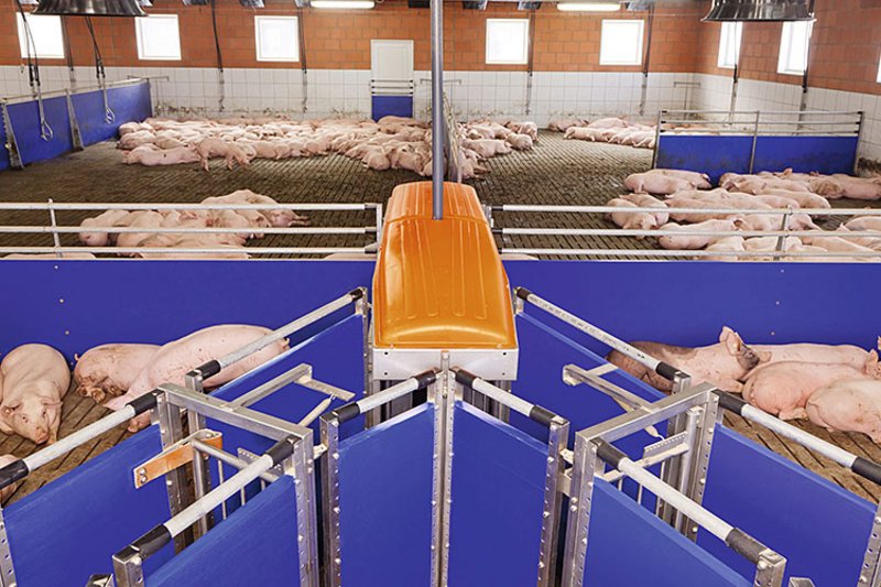 Корпус с отдыхающим поголовьем и системой содержания