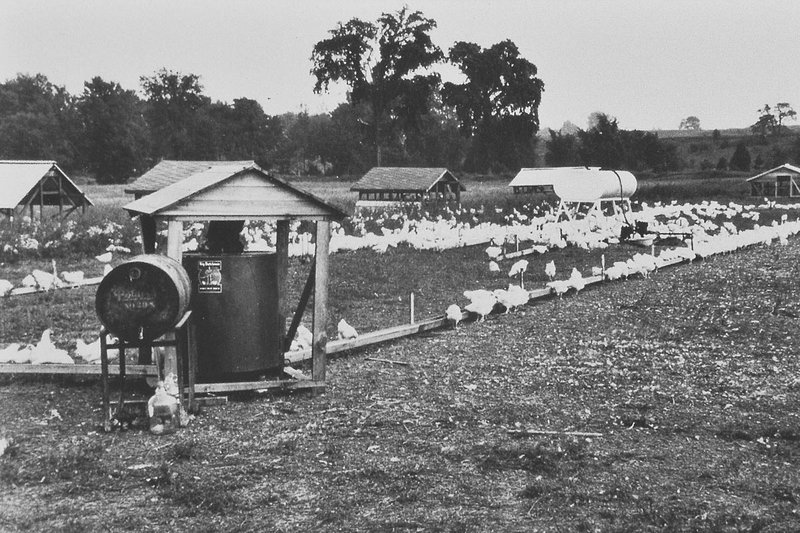 Champion feed chain Champion feed chain