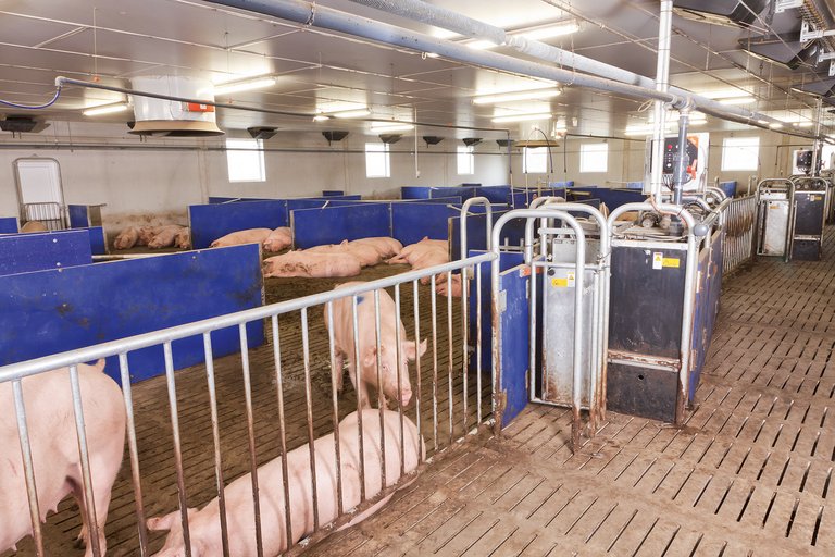 Станция кормления по вызову Callmaticpro 