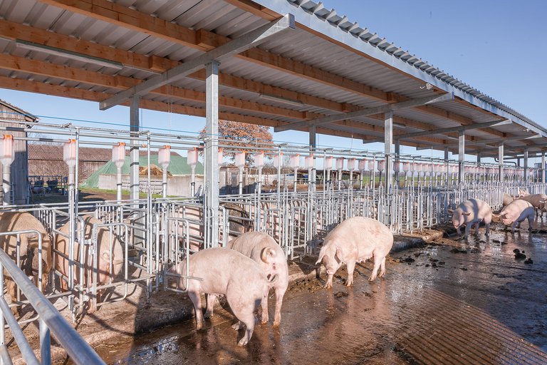 Современное содержание свиноматок 