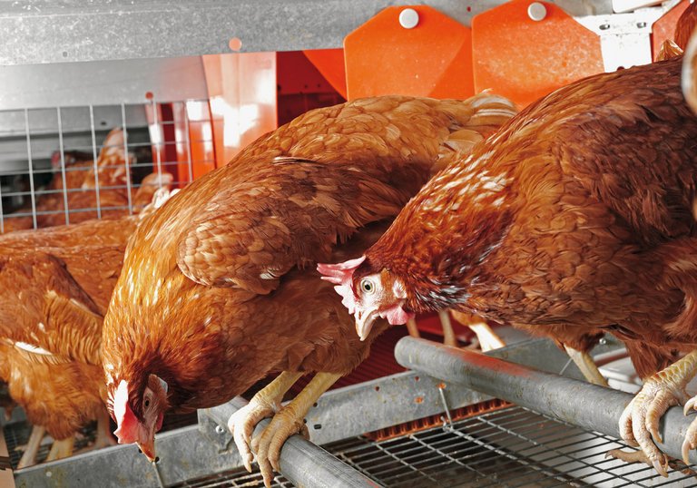 Colony-EU for poultry growing and egg production