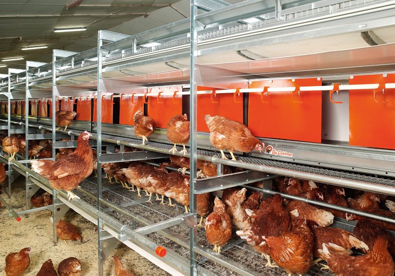 Modern free range and barn egg production with NATURA Colony