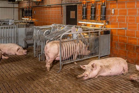 индивидуального кормления свиноматок CallBackpro