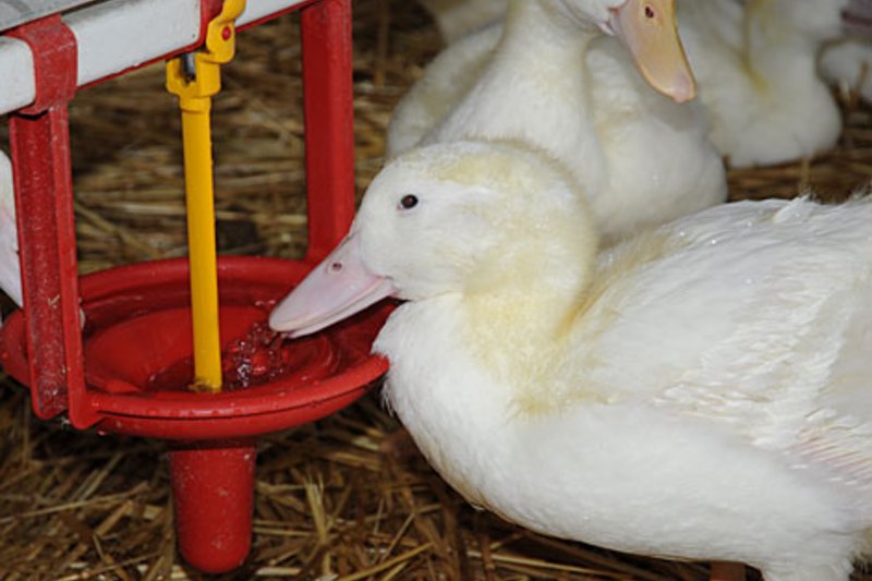 L'élevage de canards : Les canards ont des narines propres et des yeux sains