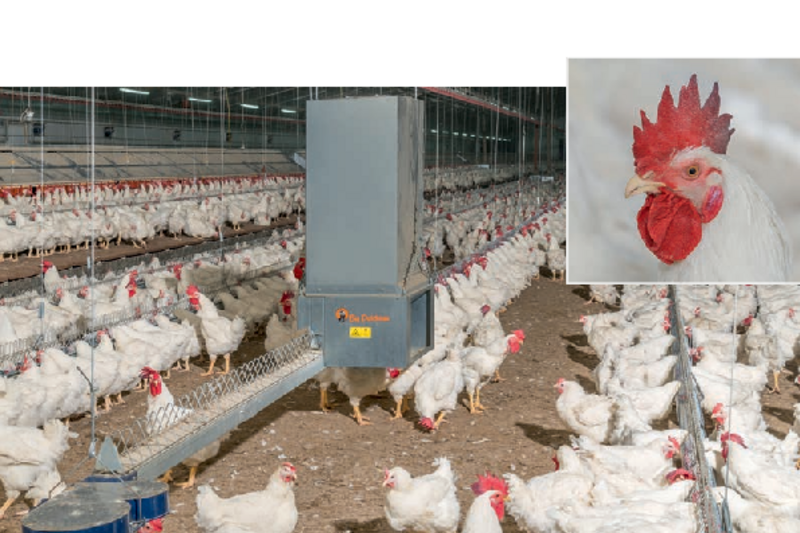 MaleChain - Das ideale Kettenfütterungs-System nur für Hähne in der Broiler-Elterntierhaltung