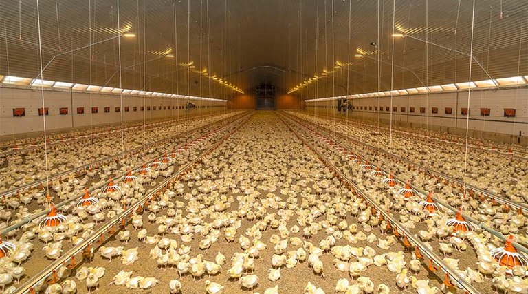 Broiler production | Inside of a house, birds, lamps