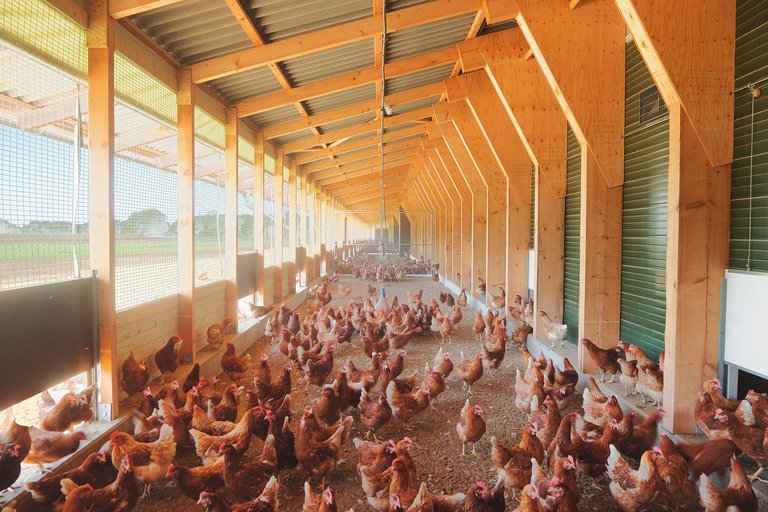 Winter garden for poultry production 