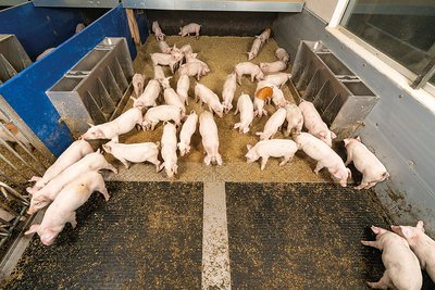 PureLine: альтернативные системы содержания свиней – с практическими наработками для реализации на практике