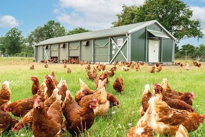Three barns within three years: farmer Sven Sangel relies on Big Dutchman mobile housing systems