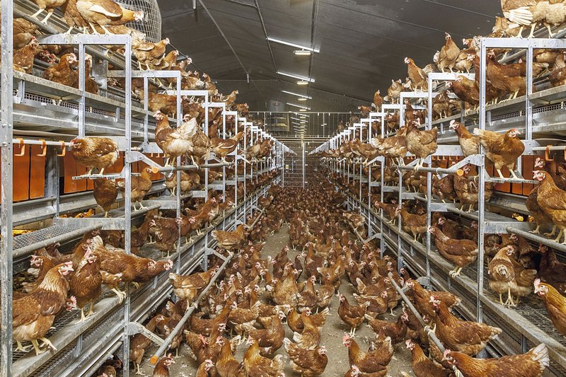 Vue dans bâtiment d'élevage en volière : les poules peuplent le Natura Step 