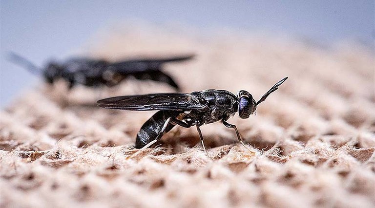 Пара черных львинок 