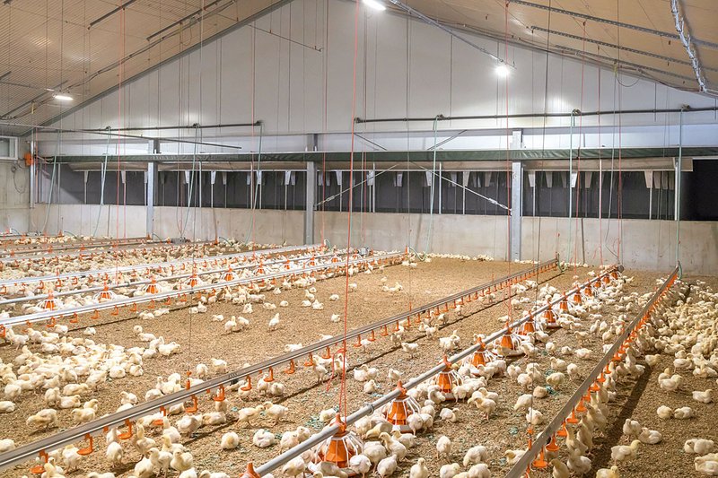 Interior de nave de pollos de engorde con animales
