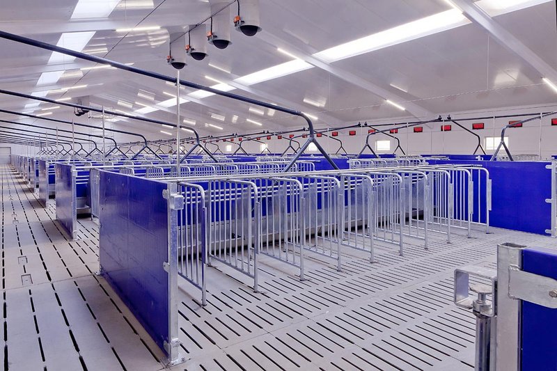 Зона ожидания на содержании свиноматок 