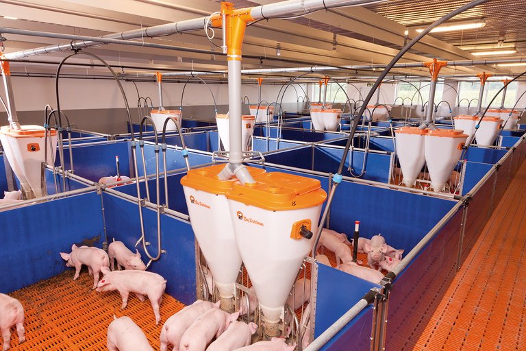 Эффективное доращивание поросят 