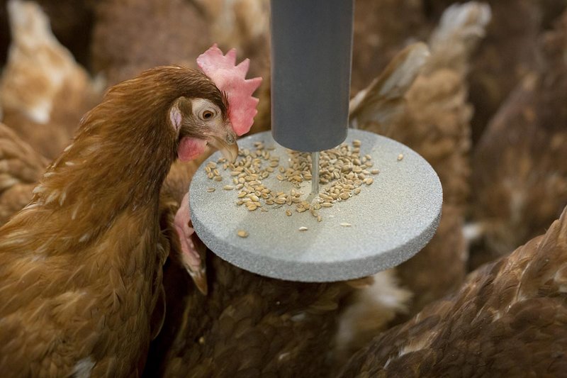 Hen pecks feed from the pendulum