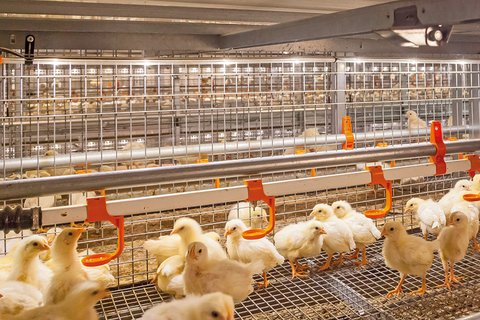 Трубчатая светодиодная лампа FlexLED