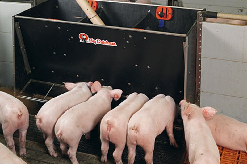 Alimentation sèche dans l'élevage de porcs