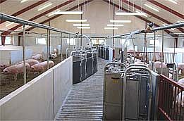 Callmatic 2 – new gestation house for 200 pregnant sows
