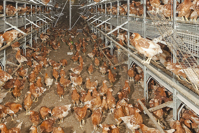 Photo d’élevage avec des poules