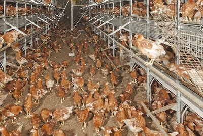 Photo d’élevage avec des poules