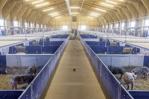 Системы микроклимата для свиноферм