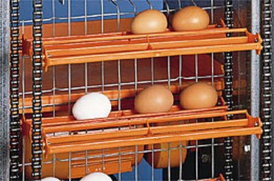Presentación en directa de la producción de huevos