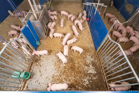 Havito | Комфортное содержание