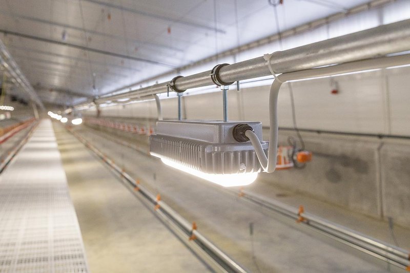 Светодиодная лампа Zeus для энергоэкономичного освещения птицефабрик