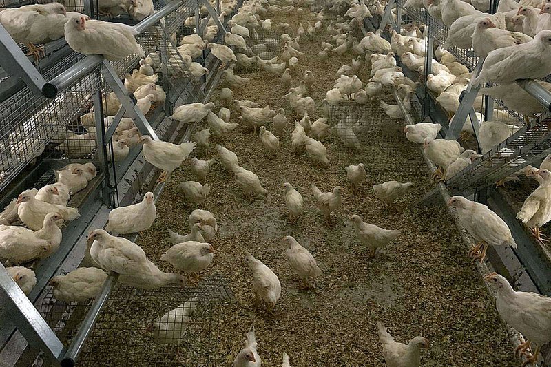 Élevage des poulettes : bâtiment avec volière et couloir de litière au centre