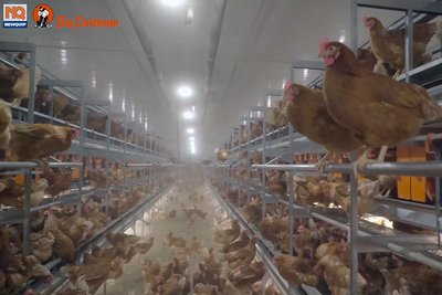 Natura Step: suitable for both free range and barn egg production