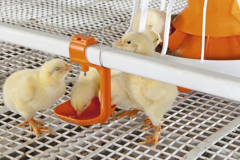 Откорм бройлеров: цыплята осваивают свое жилье. Откорм бройлеров: цыплята осваивают свое жилье.