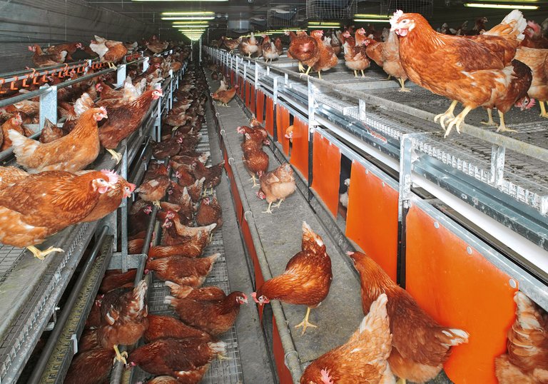 NATURA Nova Twin aviary systems for free range and barn egg production
