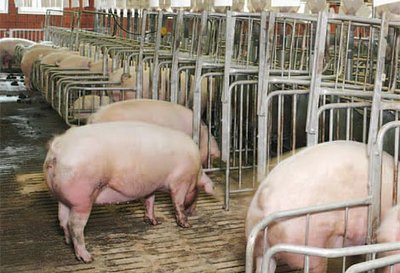 В «Пригородном» открыта новая секция опороса В «Пригородном» открыта новая секция опороса