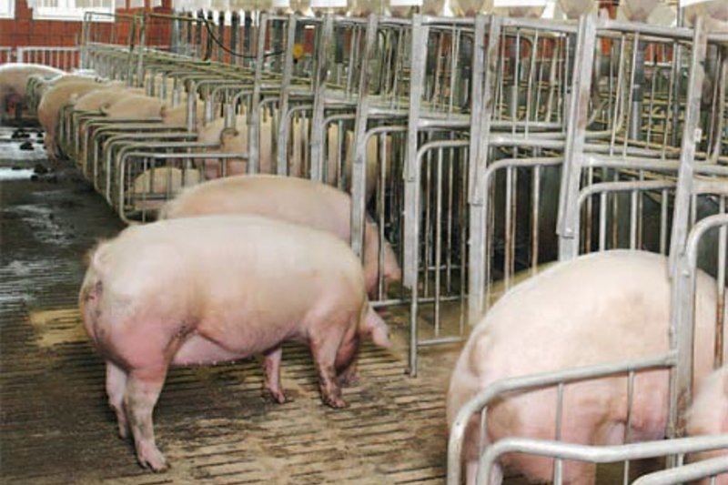 В «Пригородном» открыта новая секция опороса