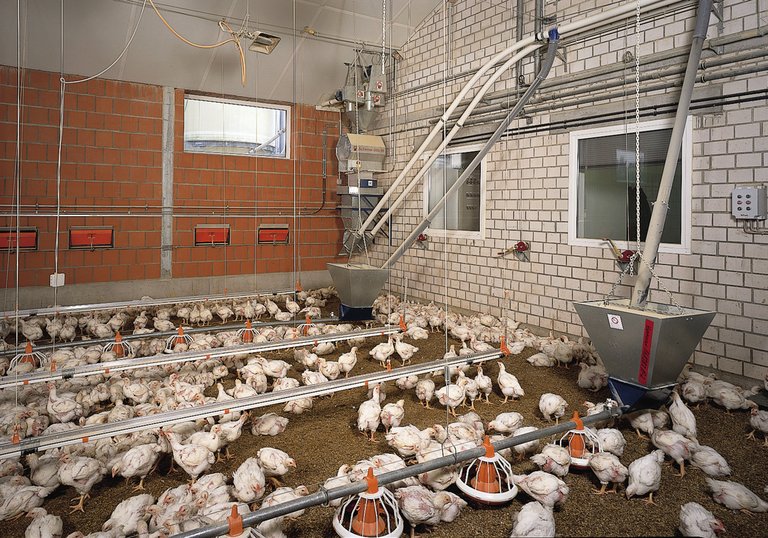 Broiler growing with Augermatic feeding system