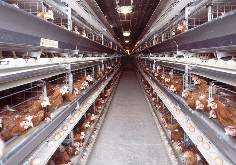 Jaulas de gallinas UNIVENT - instalaciones avícolas efectivas 