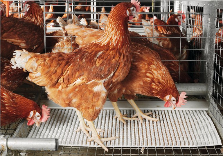 Nowoczesne wyposażenie: produkcja jaj w instalacjach do chowu w małych grupach – Colony-EU 