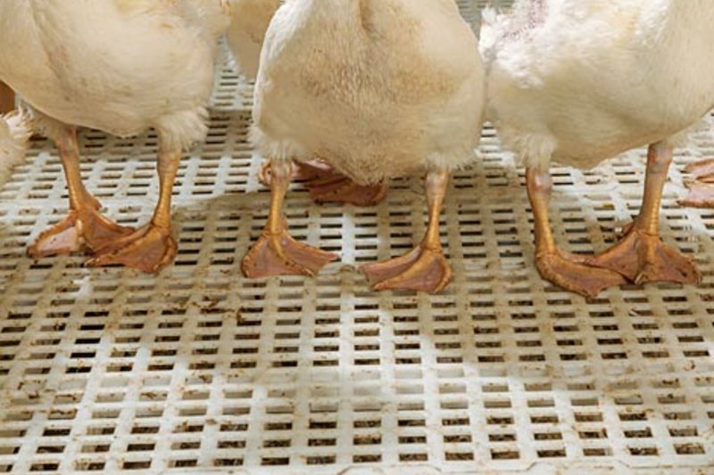 Le caillebotis plastique pour l'élevage de canards