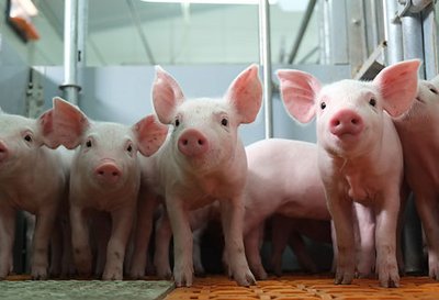 Modern pig equipment for healthy animals