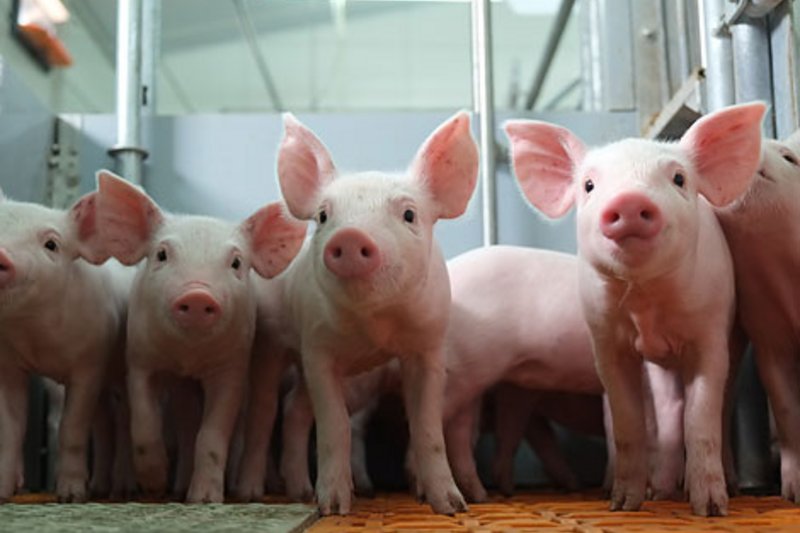 Современное оборудования для здоровых поросят
