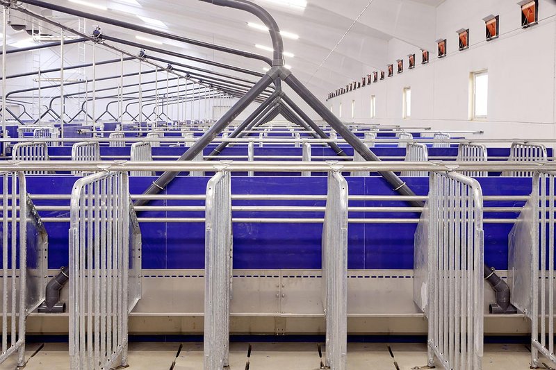 Зона ожидания на содержании свиноматок - продольные кормушки