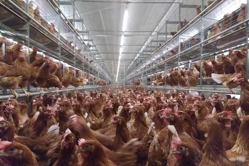 Blicke in den Stall: Hühner und Voliere