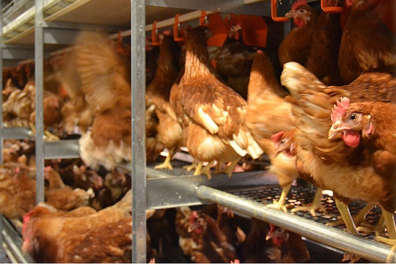 Close-up of laying hens in the aviary system